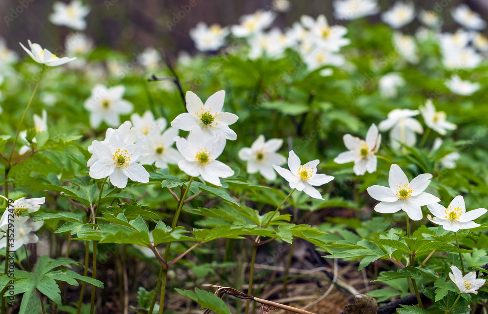 The first flowers of anemone in the forest in a clearing . The first flowers of anemone in the forest in a clearing .