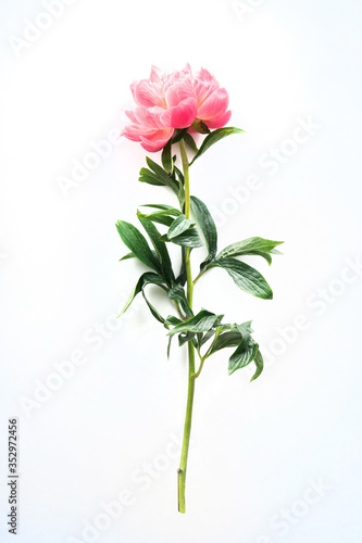 pink peony isolated on white background flora rose © Irina