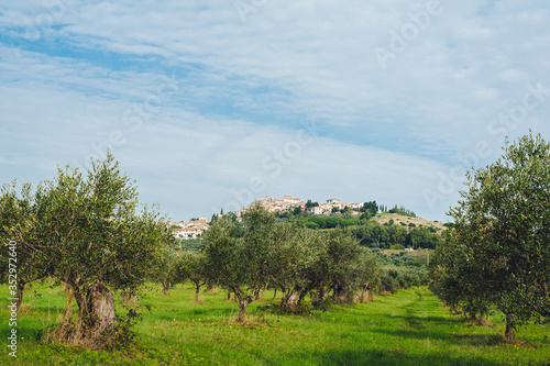 Traditional country landscape in Tuscany Italy. Scenic view of an olive grove on a hill in springtime with green lawn and cloudy blue sky  Italy.