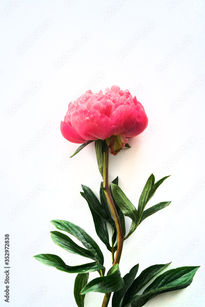 pink peony isolated on white background flora
pink peony isolated on white background flora