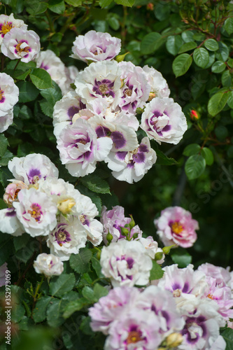 Rose variety Eyes for You in garden. Gardening