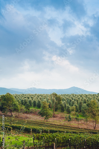 Traditional country landscape in Tuscany Italy. Scenic view of an olive grove on a hill in springtime with green lawn and cloudy blue sky, Italy.
