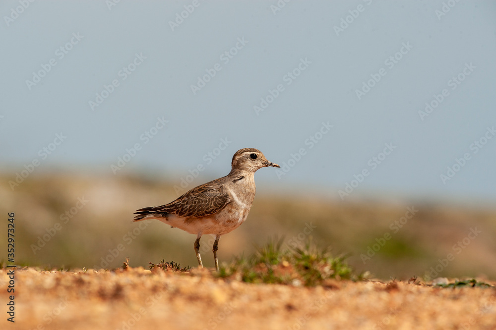 Eurasian Dotterel (Charadrius morinellus) bird in the natural habitat. Eurasian Dotterel (Charadrius morinellus) bird in the natural habitat.