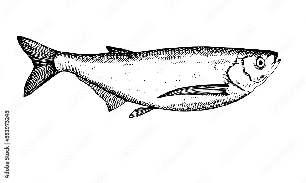 Obraz premium Hand drawn Fish vector illustration