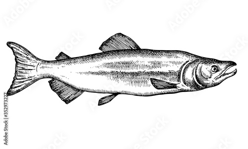 Hand drawn Fish vector illustration