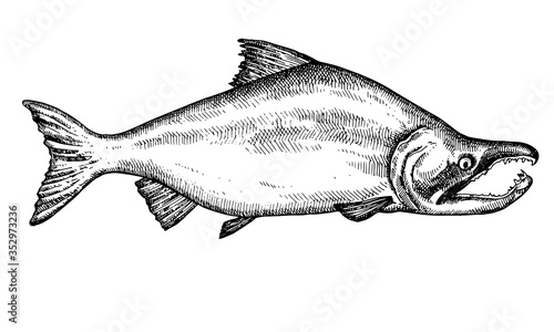 Hand drawn Fish vector illustration