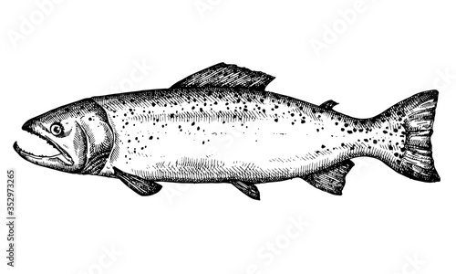Hand drawn salmon Fish vector illustration