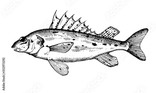 Hand drawn Fish vector illustration