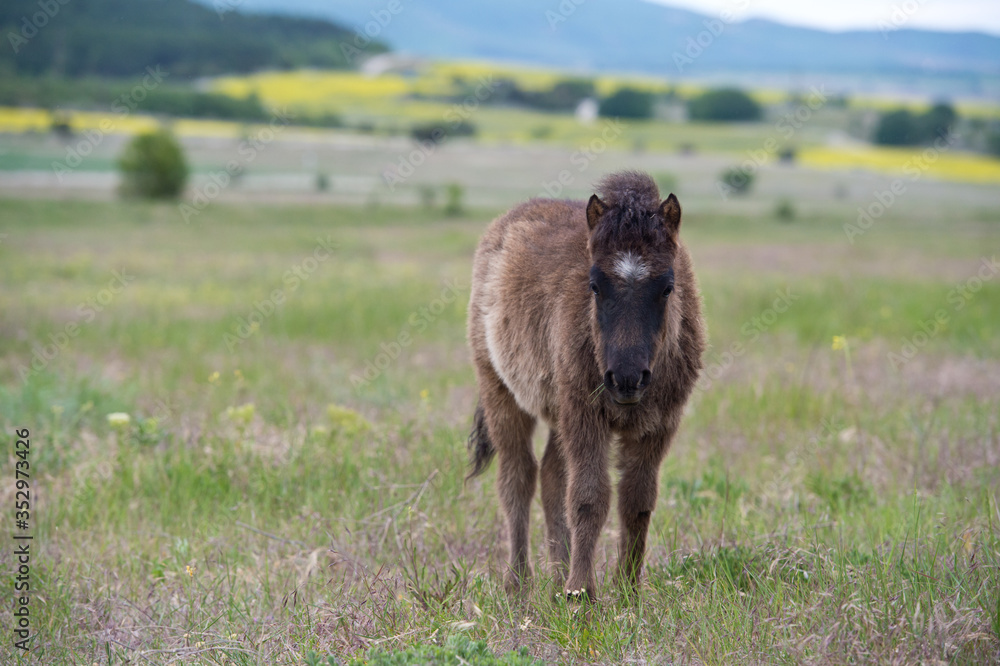 Pony colt grazing in a meadow. Little furry pony Pony colt grazing in a meadow. Little furry pony