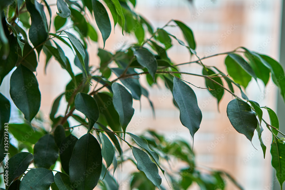 Indoor green plants in white pots in a stylish apartment.Flower arrangement. Dried flowers and cacti. Comfort and decor with flowers. Indoor green plants in white pots in a stylish apartment.Flower arrangement. Dried flowers and cacti. Comfort and decor with flowers.