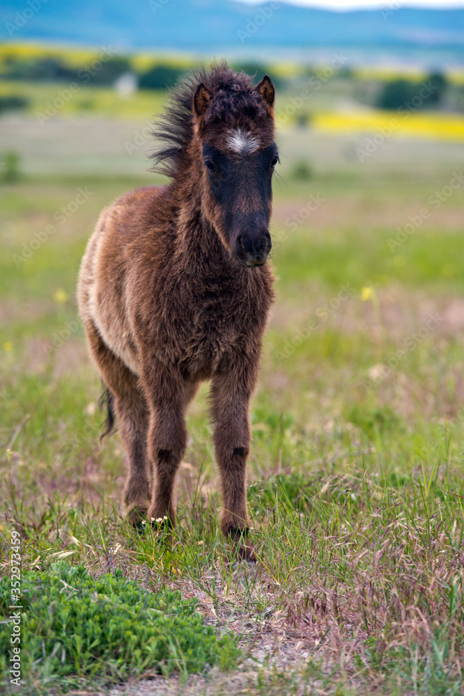 Fototapeta premium Pony colt grazing in a meadow. Little furry pony