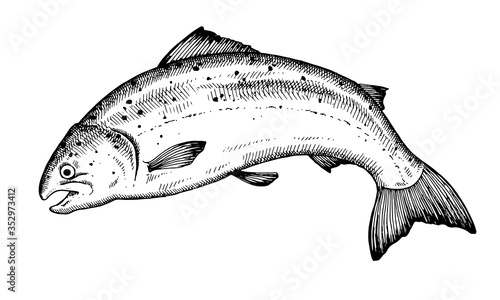 Hand drawn salmon Fish vector illustration