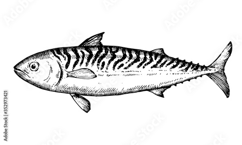 Hand drawn vector Fish. Black and white illustration