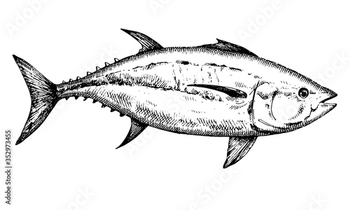 Tuna. Hand drawn vector Fish. Black and white illustration
