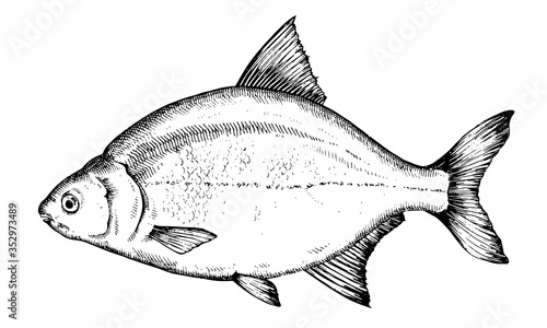 Hand drawn vector Fish. Black and white bream illustration