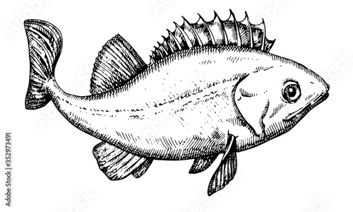 Hand drawn vector Fish. Black and white seabass illustration
