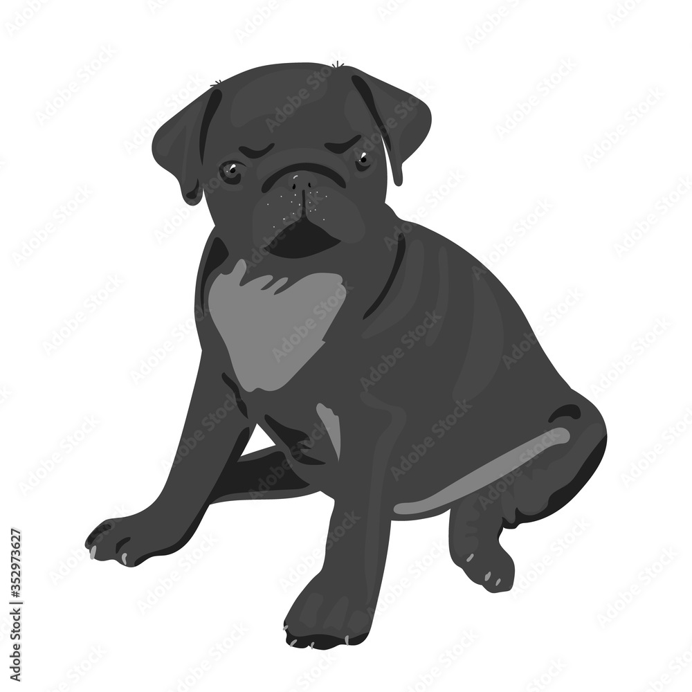 Realistic vector illustration of sitting pug dog. Art in grayscale isolated on white background. For veterinary clinics, pet products, dog handlers. Can be used as mascot