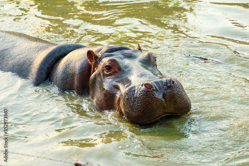 Close up of cute baby Hippopotamus's face while soaking in the zoo's water pool