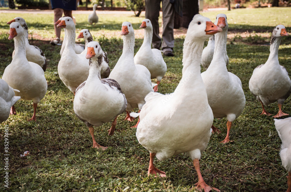 Group of geese runs towards the camera Group of geese runs towards the camera