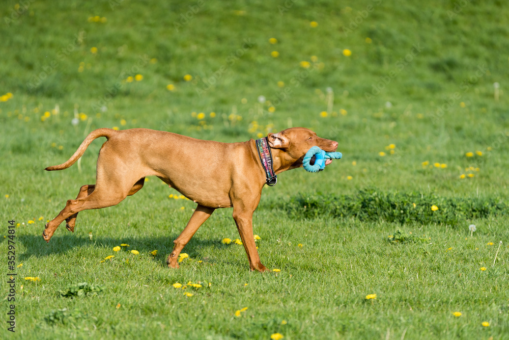 The Hungarian pointer is wonderfully retrieving retrieves during the afternoon sunny training. The Hungarian pointer is wonderfully retrieving retrieves during the afternoon sunny training.