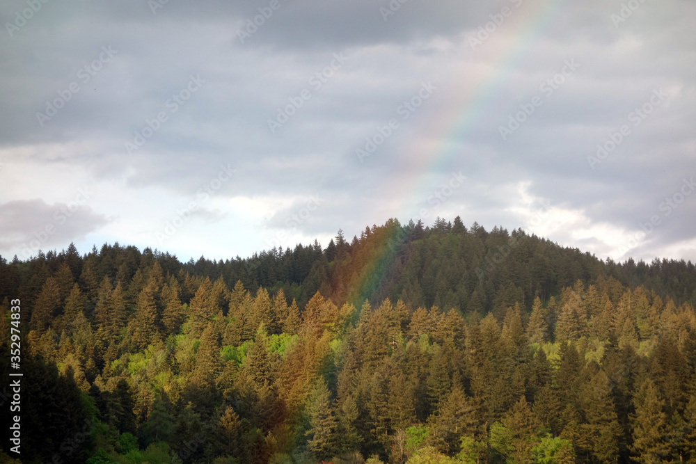 Regenbogen über dem Schwarzwald an Waldrand mit bewölktem Himmel und grauer Stimmung