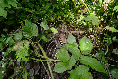 Skelett eines verendeten Wildtiers im Wald - Skeleton of a dead wild animal in the forest
 photo