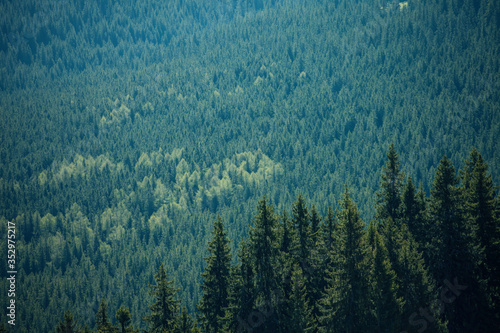 Green Pine Forest Landscape Background