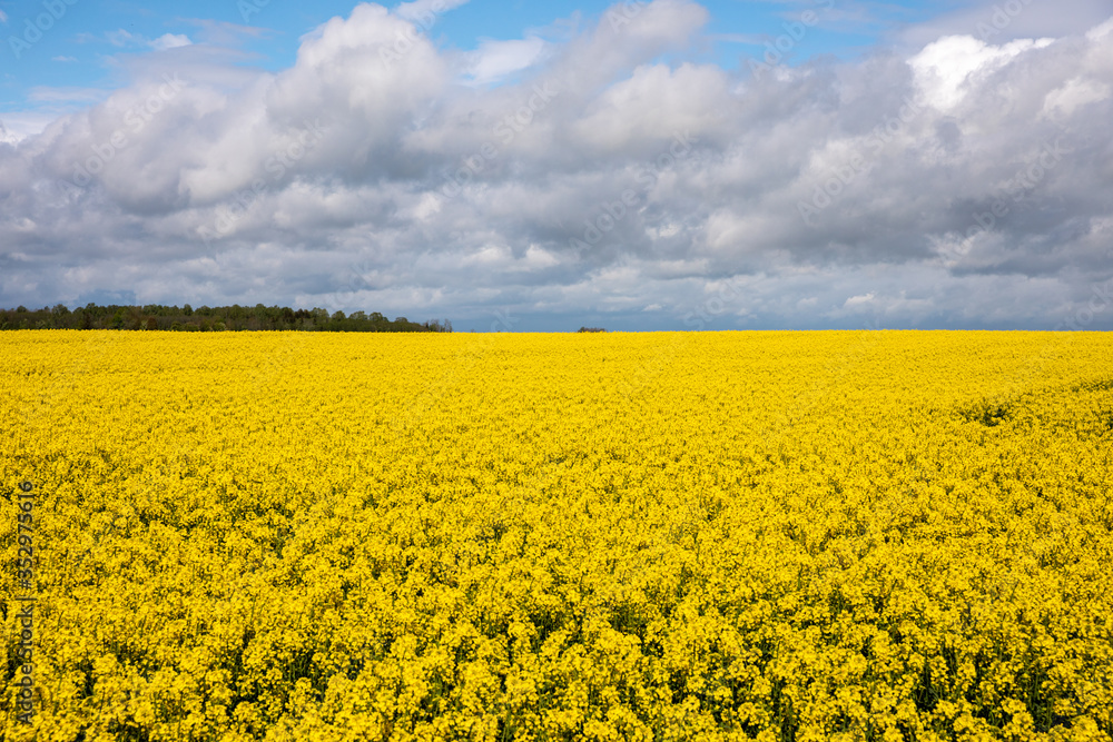 Panoramic view of yellow rapeseed field and cloudy blue sky