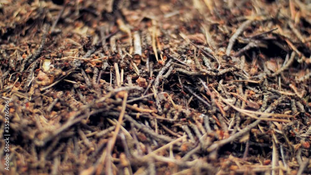 Ants close up. Large anthill in the forest. The family of ants works in turmoil in their anthill. Big house of insects in the wild. Insects in the reserve. Anthill in nature. The life of worker ants. Ants close up. Large anthill in the forest. The family of ants works in turmoil in their anthill. Big house of insects in the wild. Insects in the reserve. Anthill in nature. The life of worker ants.