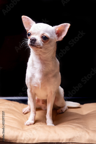 Chihuahua smooth-haired cream dog sits on a beige pillow and looks away on a black background. Vertical orientation.