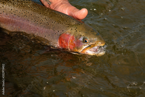 Rainbow trout release back into the wild