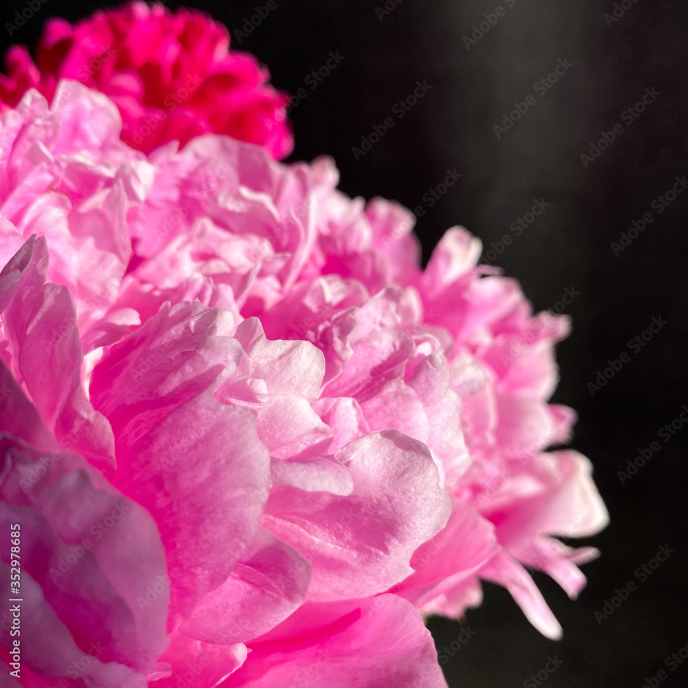 pink peonies at dark background. Close up. Background. mobilephone