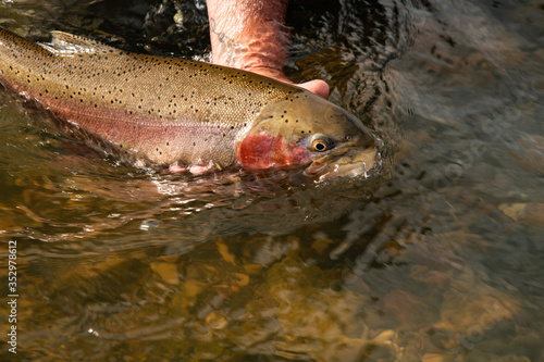 releasing a wild rainbow trout back into the river.