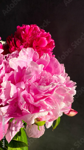Fototapeta Naklejka Na Ścianę i Meble -  red pink peonies at dark background. Vertical. Front view. Close up. Background. mobilephone