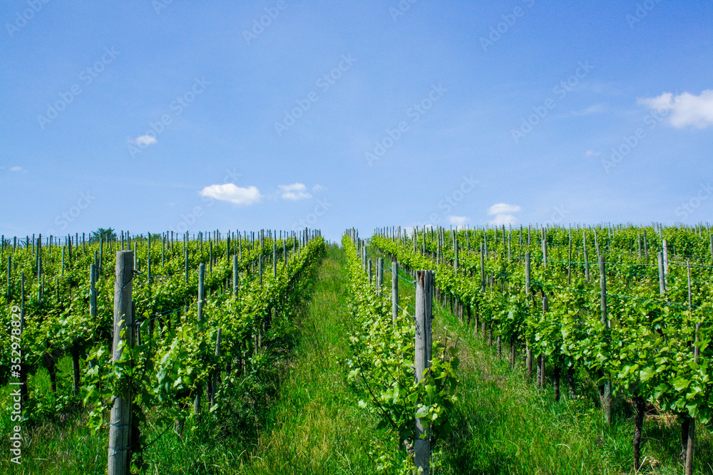 vineyard in france, vineyard in summer with blue sky and clouds, sunny vineyard landscape 