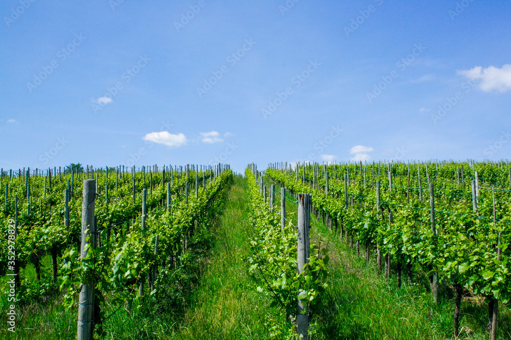 vineyard in france, vineyard in summer with blue sky and clouds, sunny vineyard landscape vineyard in france, vineyard in summer with blue sky and clouds, sunny vineyard landscape