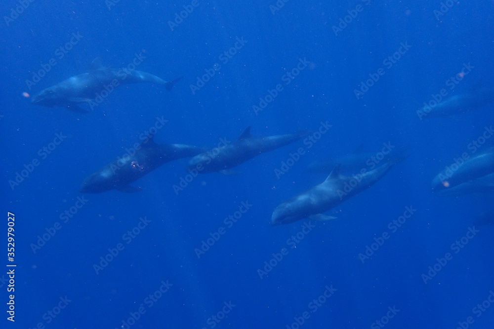 pepono cephale underwater marquisian dolphin. Very magic animal an unique dolphin from Ua Pou in Marquisian Island. pepono cephale underwater marquisian dolphin. Very magic animal an unique dolphin from Ua Pou in Marquisian Island.