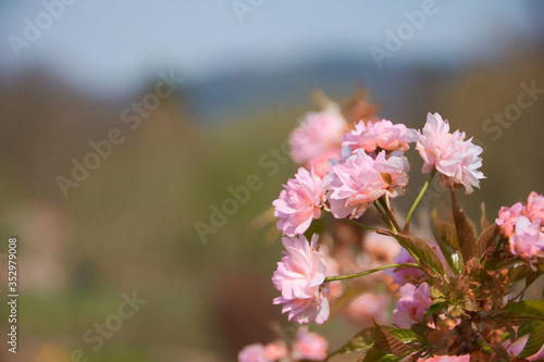 tree with pink flowers and blurred background