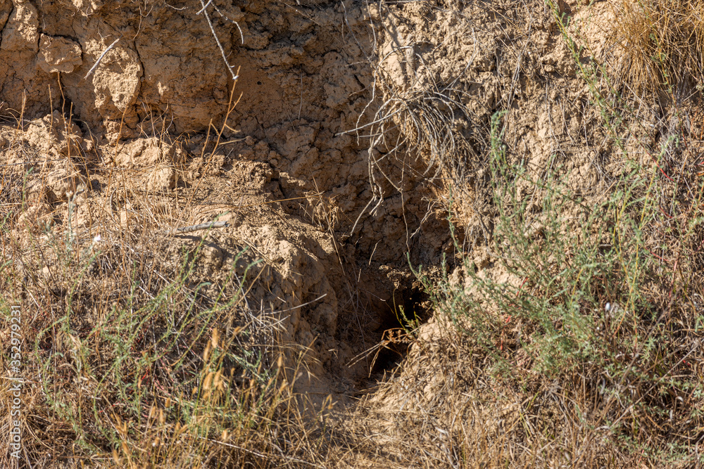 Wild city of animals. colony of animals on hill, covered with labyrinth of holes. Rabbit holes. Foxholes. Animal burrows in steppe hilly zone. Traces of animals in wild. Earthy house in wild Wild city of animals. colony of animals on hill, covered with labyrinth of holes. Rabbit holes. Foxholes. Animal burrows in steppe hilly zone. Traces of animals in wild. Earthy house in wild