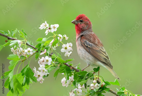 Photography Common rosefinch ( carpodacus erythrinus ) male