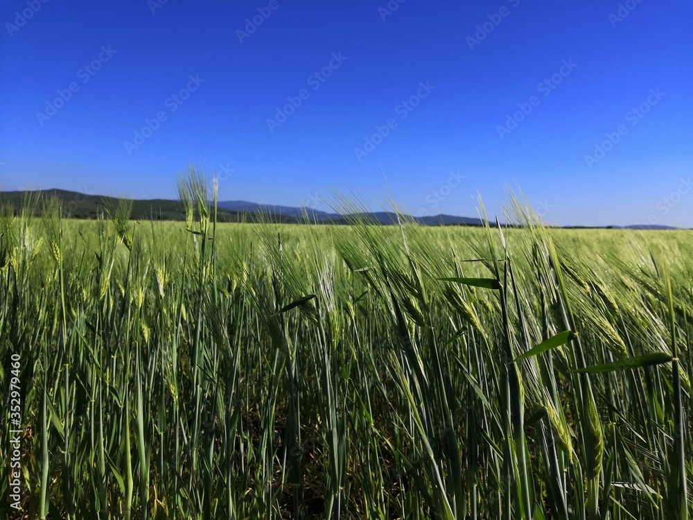 green wheat field green wheat field