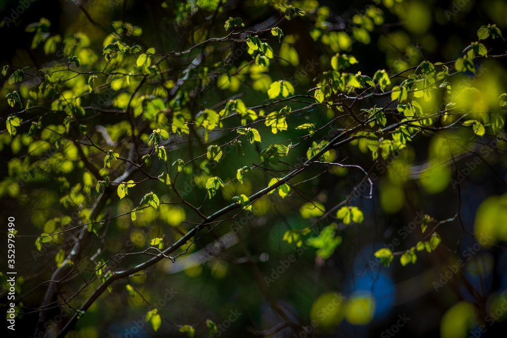 Fresh green vibrant leafs in backlight during spring