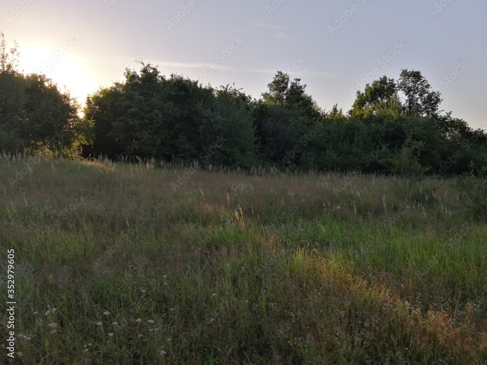 sunset in the forest