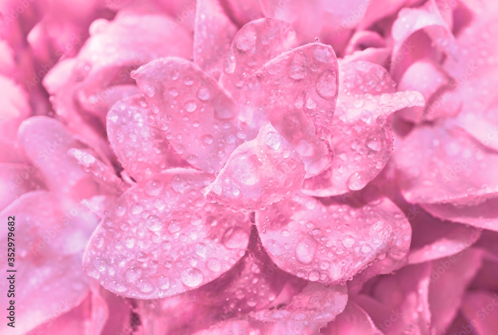 Gently pink lilac flower in the drops of dew, close-up. Beautiful pink spring flower close-up, natural background. Gently pink lilac flower in the drops of dew, close-up. Beautiful pink spring flower close-up, natural background.