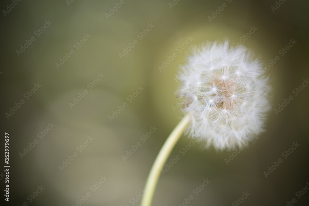 Seed head of Dandelion flower at th end of biologic cycle