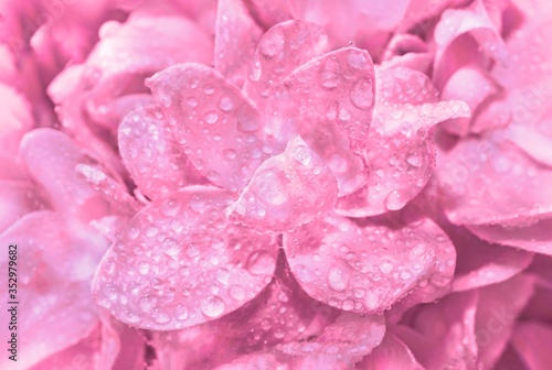 Gently pink lilac flower in the drops of dew, close-up. Beautiful pink spring flower close-up, natural background.