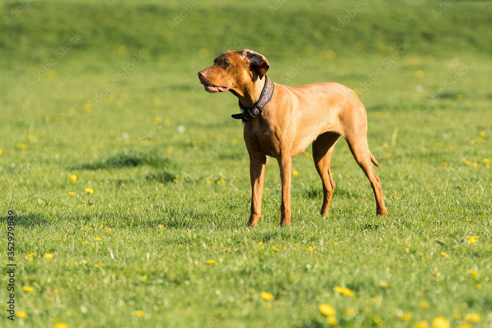 The Hungarian pointer stands and waits for command. In the distance stands a brown bitch with short hair. The Hungarian pointer stands and waits for command. In the distance stands a brown bitch with short hair.