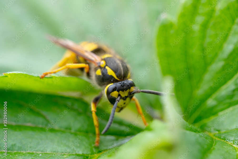 The wasp is sitting on green leaves. The dangerous yellow-and-black striped common Wasp sits on leaves The wasp is sitting on green leaves. The dangerous yellow-and-black striped common Wasp sits on leaves