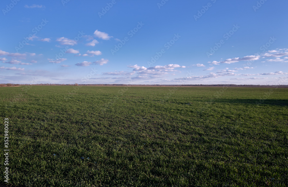 green field and blue sky