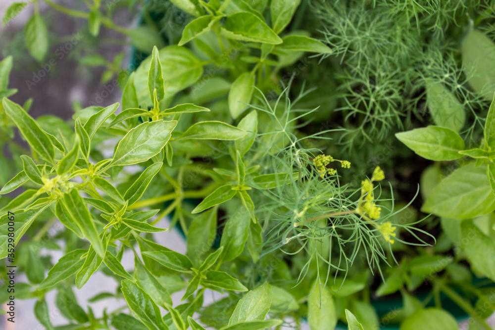 basil and dill basil and dill